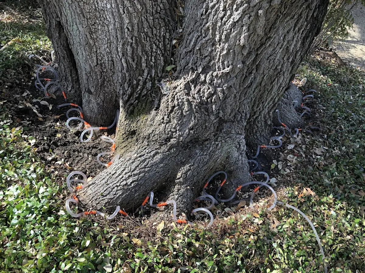 Detailed Tree Cabling and Bracing job site in Crawfordville