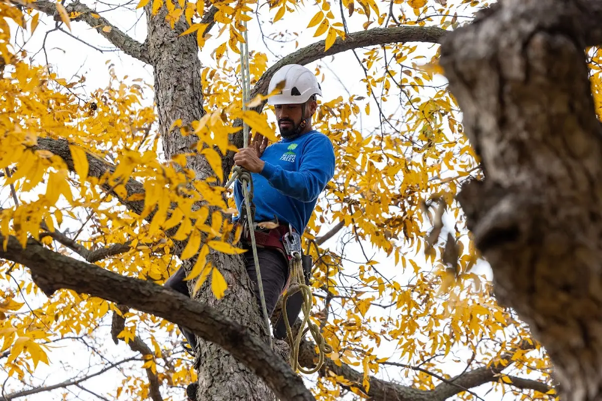 Skilled Tree Planing crew working in Crawfordville