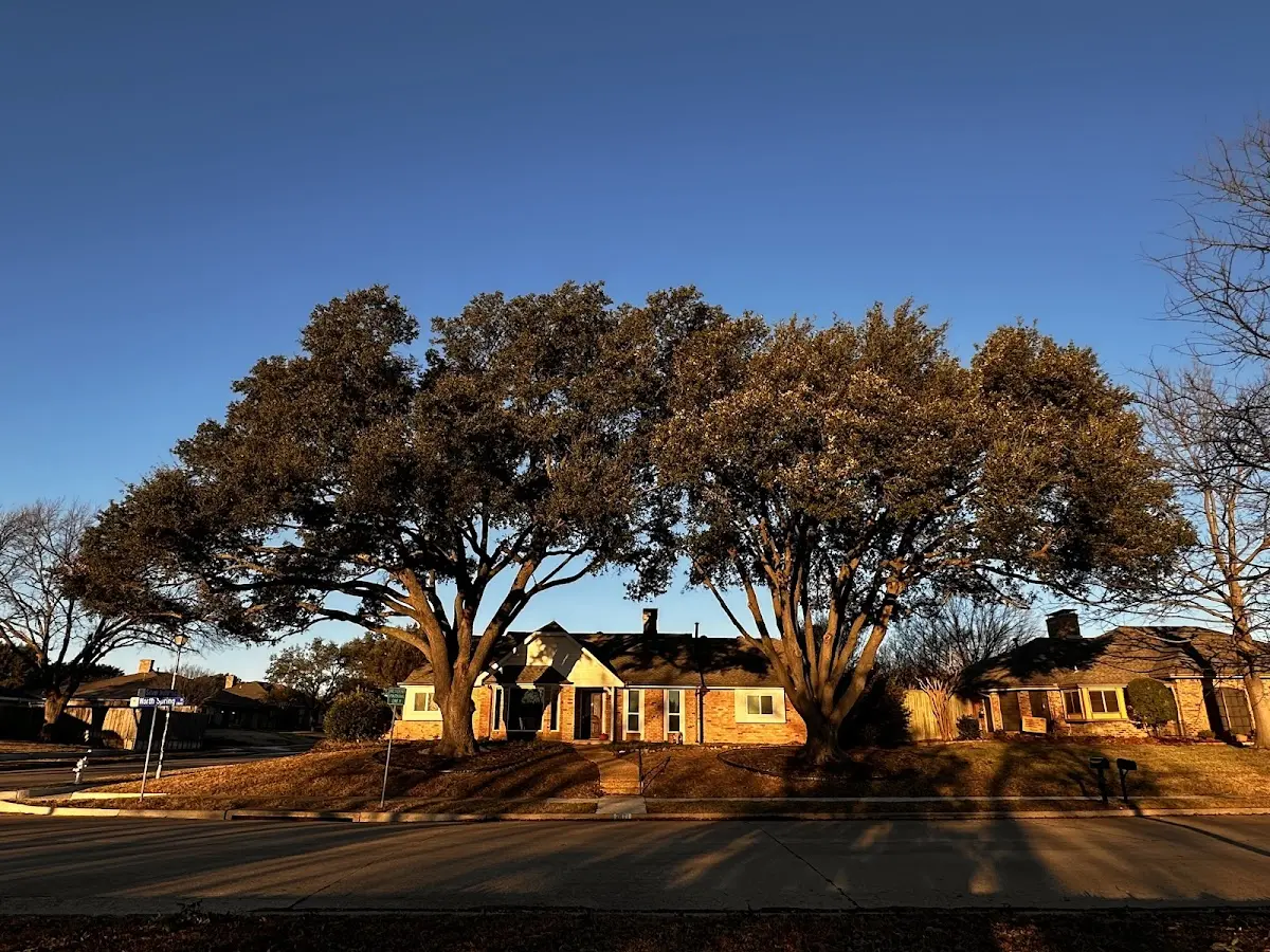 Established residential canopy tree shading a home in Crawfordville